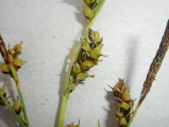 Carex panicea