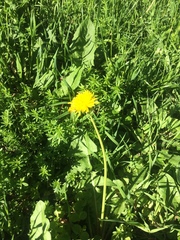 Taraxacum officinale