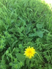 Taraxacum officinale