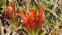 Monardella macrantha macrantha