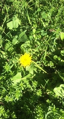 Taraxacum officinale