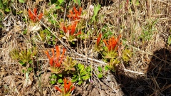 Monardella macrantha macrantha