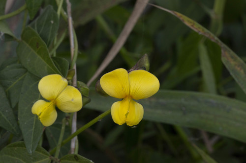 Vigna luteola iNat (1)