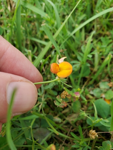 narrowleaf trefoil (Lotus tenuis)