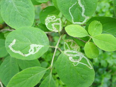 Aulagromyza cornigera