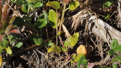 Monardella macrantha macrantha