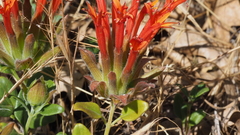 Monardella macrantha macrantha