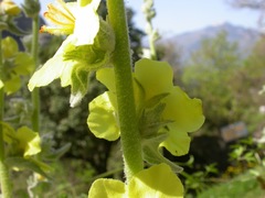 Verbascum undulatum