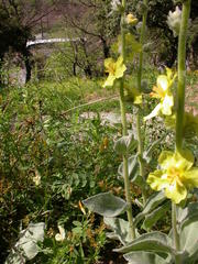 Verbascum undulatum