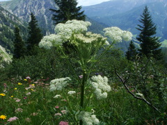 Pleurospermum austriacum