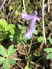Corydalis pauciflora