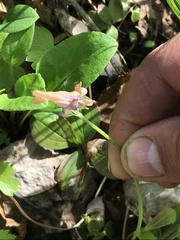 Corydalis pauciflora