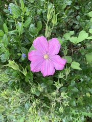 Pavonia lasiopetala