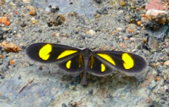 Cyllopodini