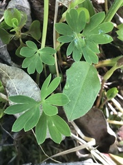 Corydalis pauciflora