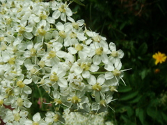 Pleurospermum austriacum