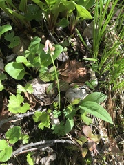 Corydalis pauciflora