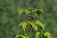 Iduna caligata