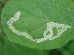 Aulagromyza cornigera