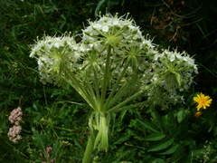 Pleurospermum austriacum