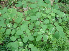 Aulagromyza cornigera