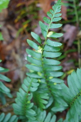 Taphrina polystichi