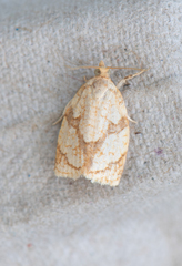 Adoxophyes negundana