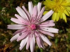 Crepis rubra