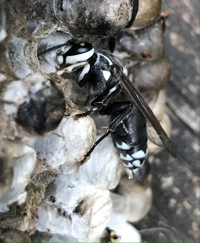 Bald-faced Hornet, photo 7 of 10