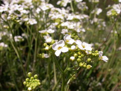 Cardamine graeca