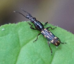 Arrhenodes minutus