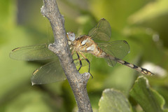 Orthetrum brachiale