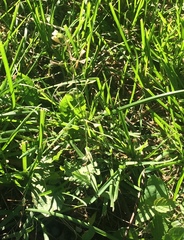 Capsella bursa-pastoris