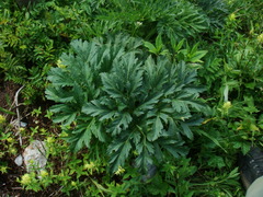 Pleurospermum austriacum