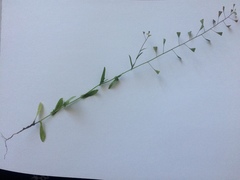 Capsella bursa-pastoris