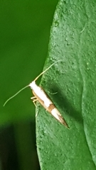 Argyresthia curvella