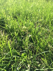 Capsella bursa-pastoris