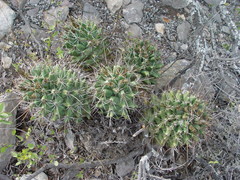 Coryphantha octacantha
