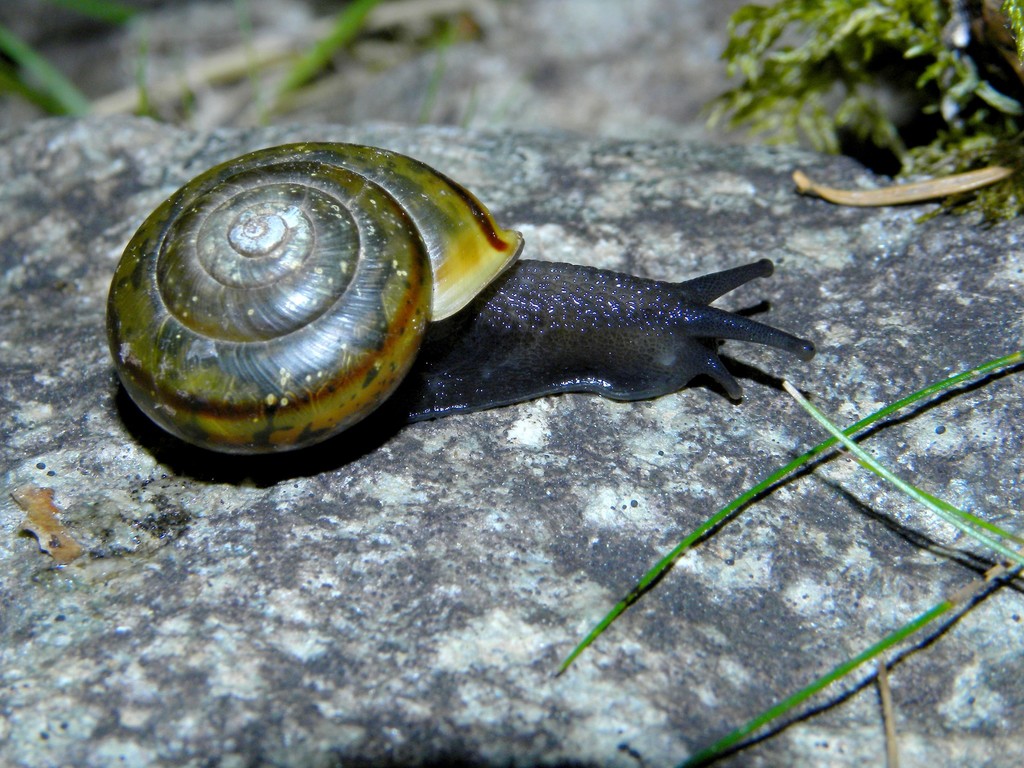 Chilostoma zonatum