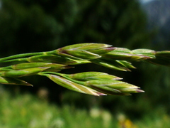 Poa hybrida