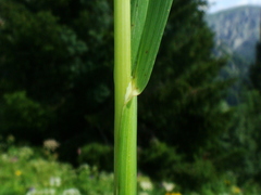 Poa hybrida
