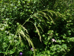 Poa hybrida