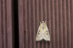 Mythimna albomarginata