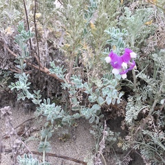 Lathyrus littoralis