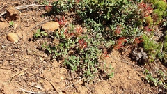 Monardella macrantha macrantha