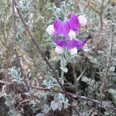 Lathyrus littoralis