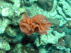 Hexabranchus sanguineus