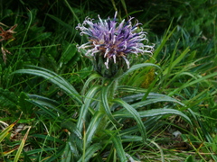 Saussurea pygmaea
