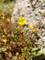 Erythranthe howaldiae