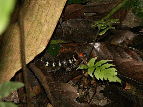Redtail Coral Snake